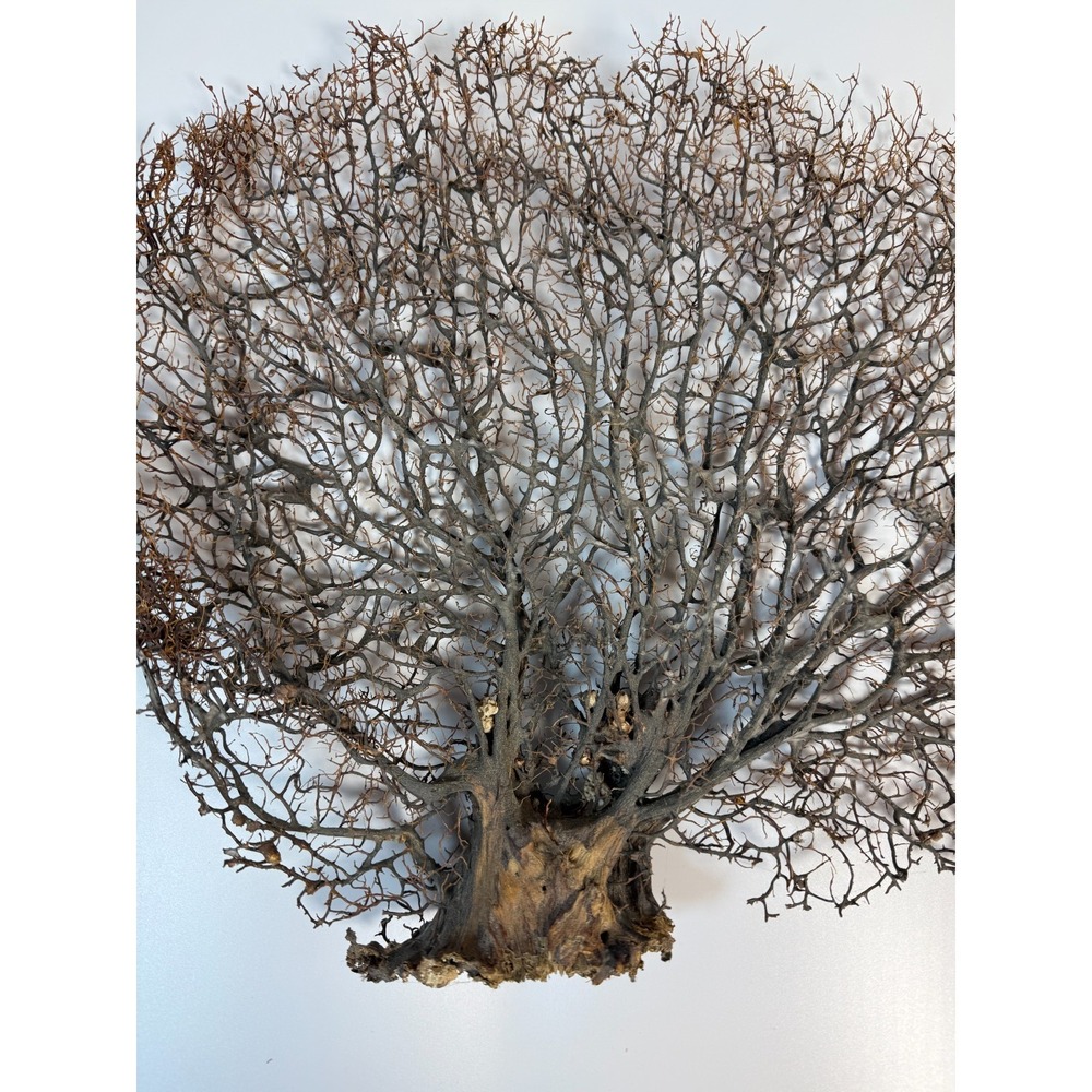 Gorgonia Sea Fan Costal Decor Item Vintage 18" x 13.5" ***BIG*** - Picture 4 of 9